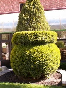 Ciekawe cięcie roślin